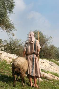 shepherd